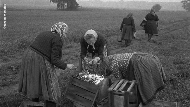 Schwarz-Weiß-Fotografie von mehreren Personen, die auf einem Feld Lebensmittel sammeln. Sie sind alle mit Röcken und Panolettes bekleidet.